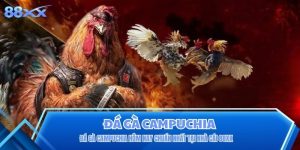 Đá Gà Campuchia Hôm Nay