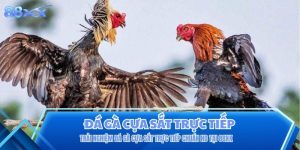 Đá Gà Cựa Sắt