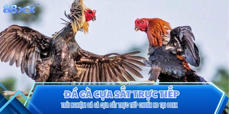 Đá Gà Cựa Sắt