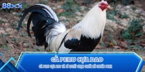 Gà Peru Cựa Dao