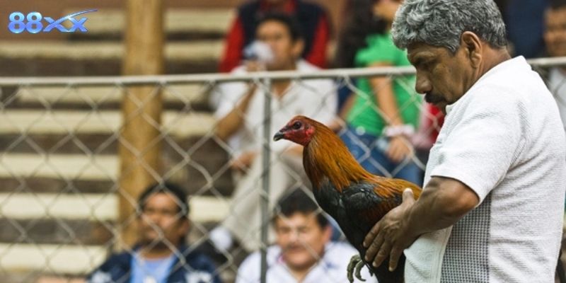 Hướng dẫn người chơi trải nghiệm đá gà peru cựa dao an toàn