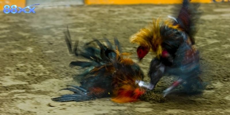 Kinh nghiệm thực tế giúp nâng cao khả năng chiến thắng