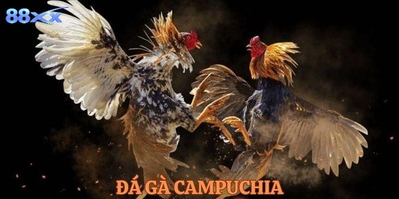 Lý do nhiều người yêu thích theo dõi đá gà