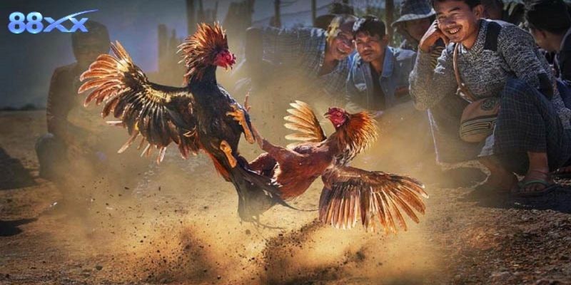 Thông tin cơ bản giúp người chơi hiểu rõ giống gà peru hiện nay