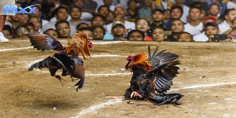Tìm hiểu luật thi đấu và cách theo dõi trận đá gà chuẩn